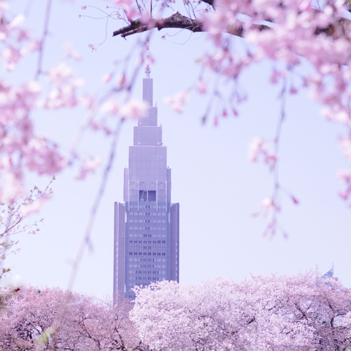 『chelseaと桜を楽しむイベント』参加して