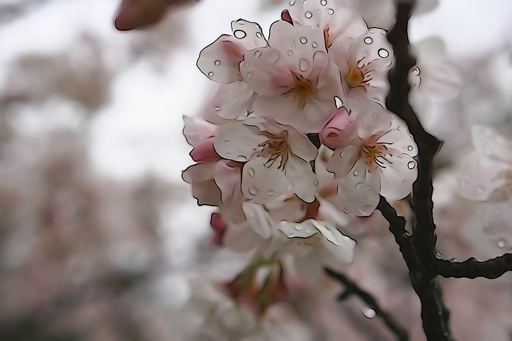 雨に濡れる桜の花びらたち