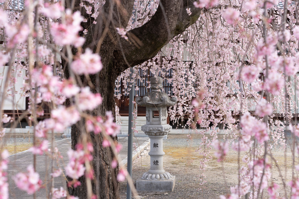 優しい桜