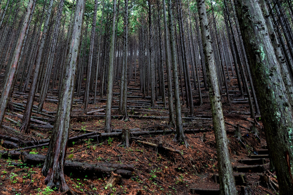 木霊の森