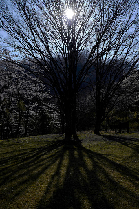 影と桜