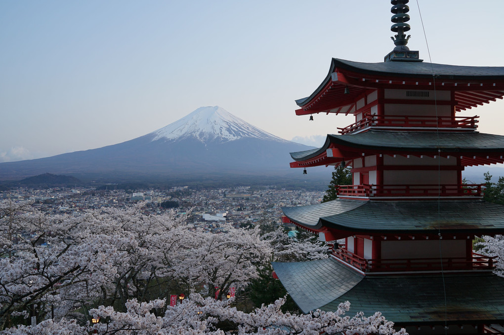 忠霊塔からの夜桜