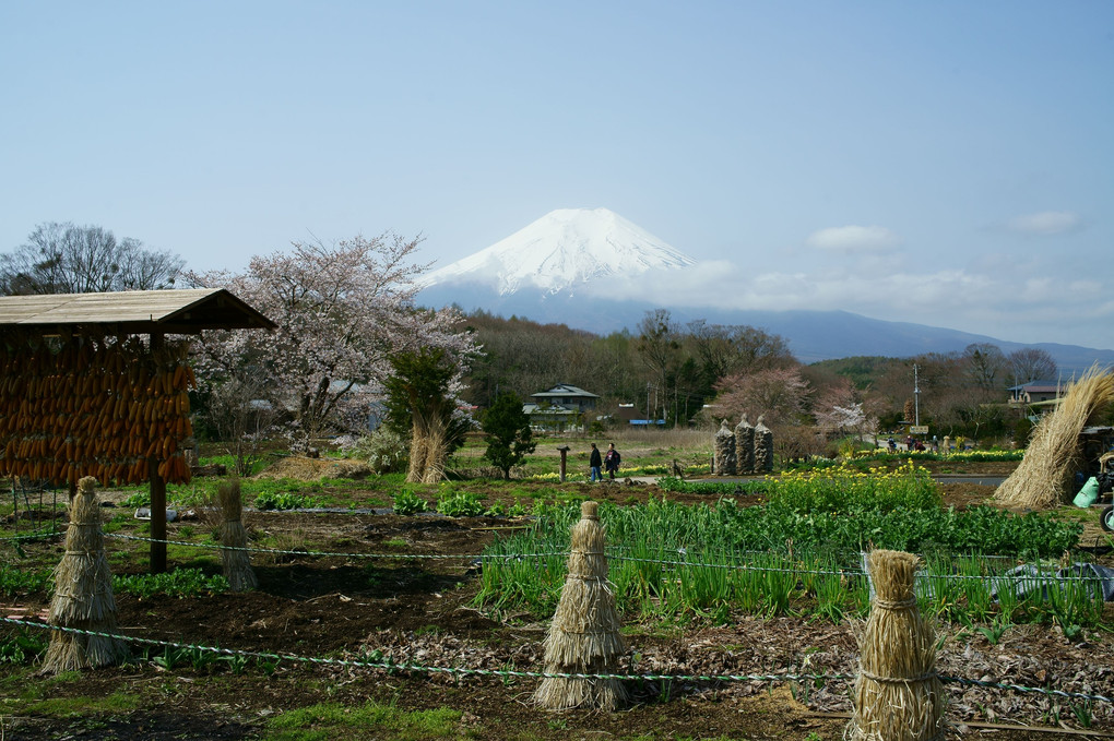 忍野村からみた富士山