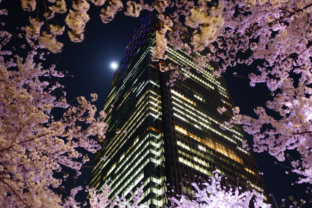 ミッドタウンを囲む夜桜