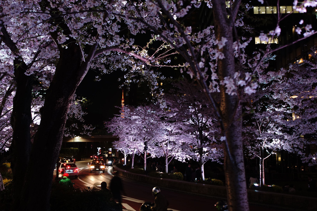 ミッドタウンを囲む夜桜