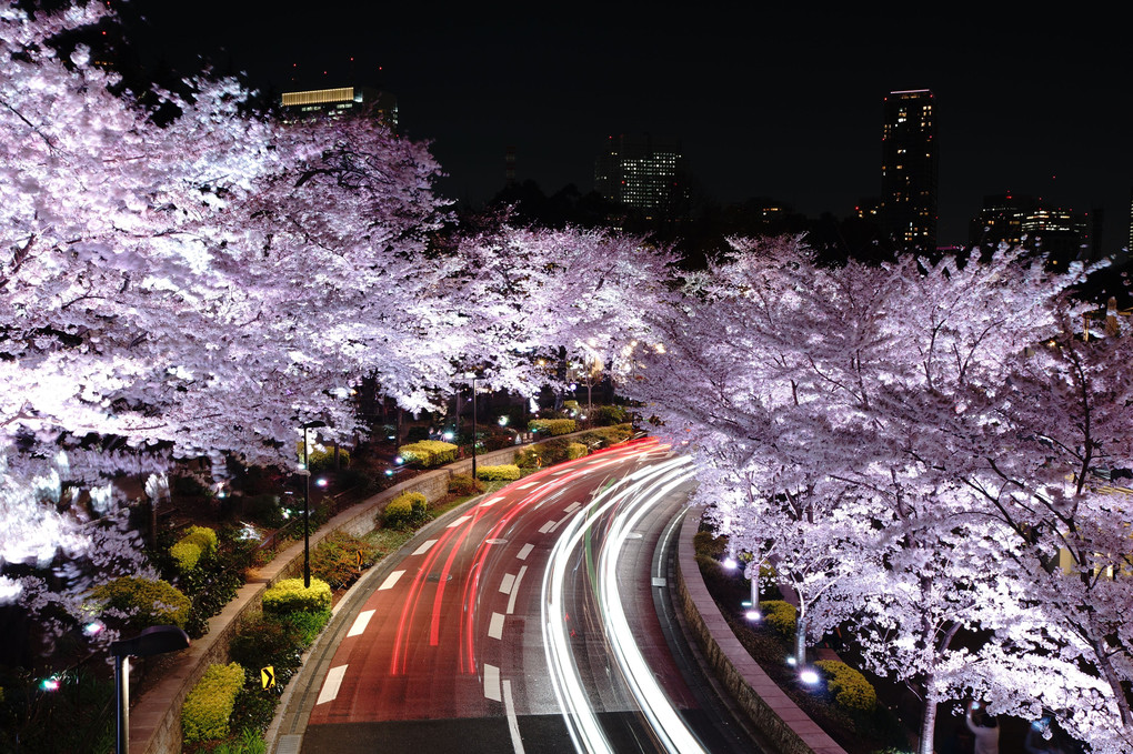 ミッドタウンを囲む夜桜