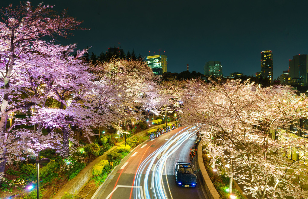 東京ミッドタウンの桜まつり