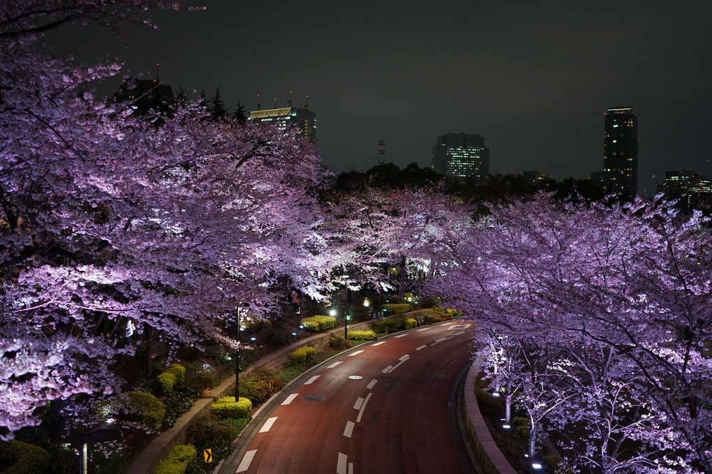 夜桜＠ミッドタウン