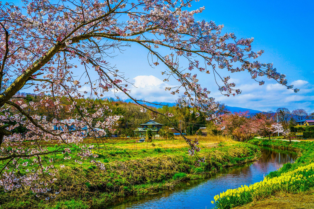 桜と新緑、そして富士山