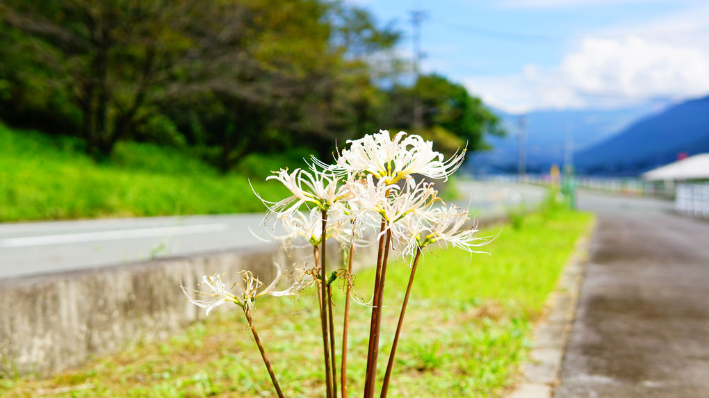 曼珠沙華