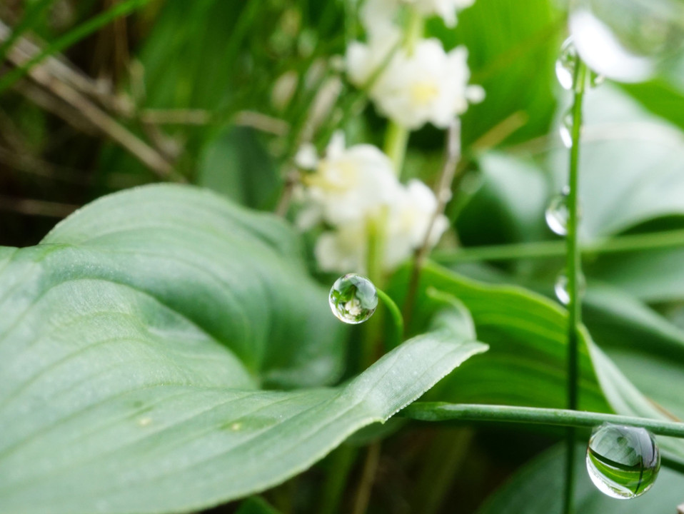 梅雨の露。