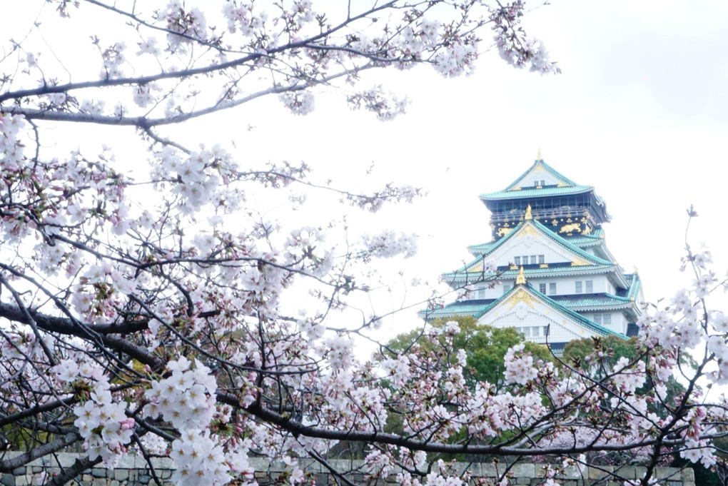 大阪城、桜。