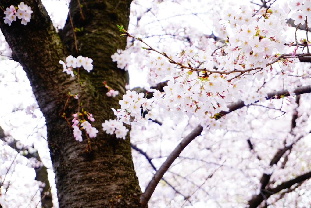大阪城、桜。