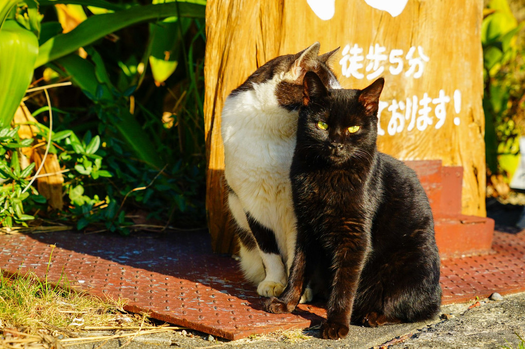 佐久島の猫達