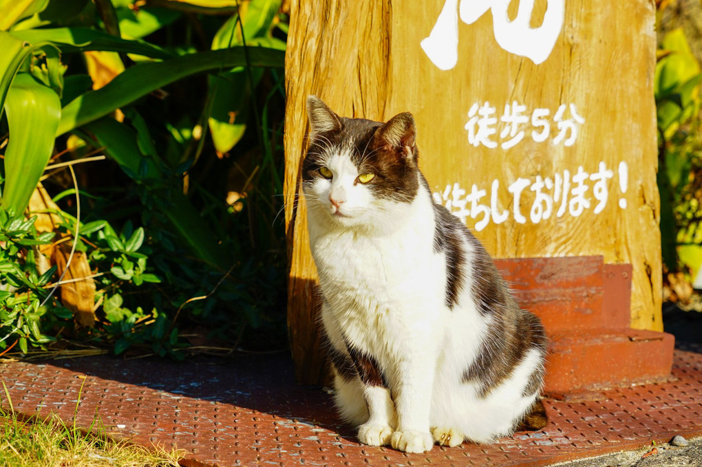 佐久島の猫達