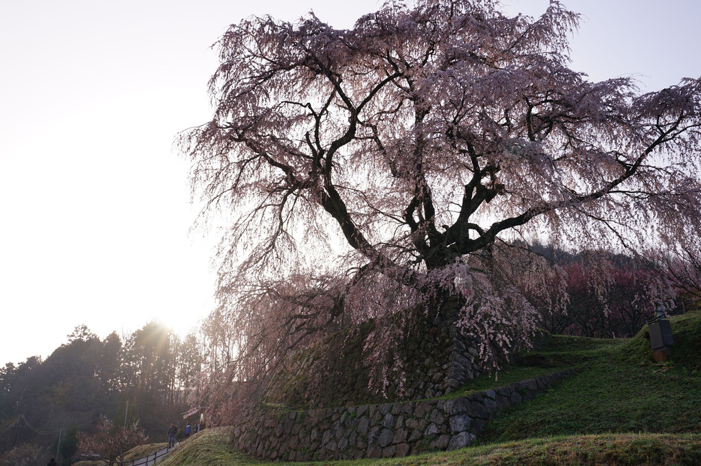 春だ～！　桜だ～～！！　春爛漫！！！