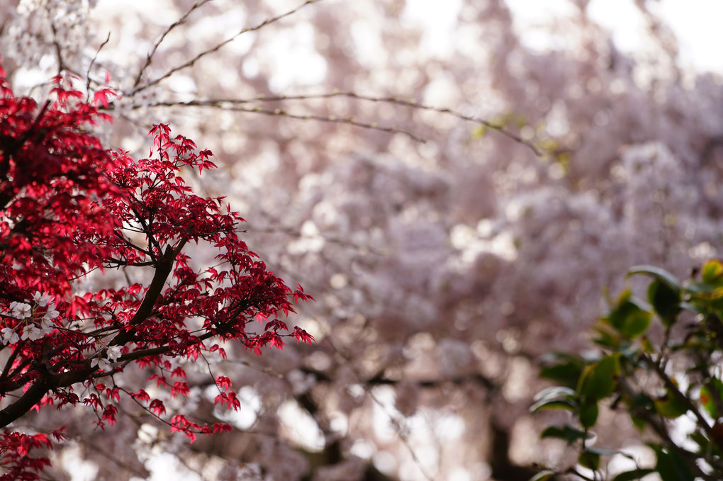 春だ～！　桜だ～～！！　春爛漫！！！