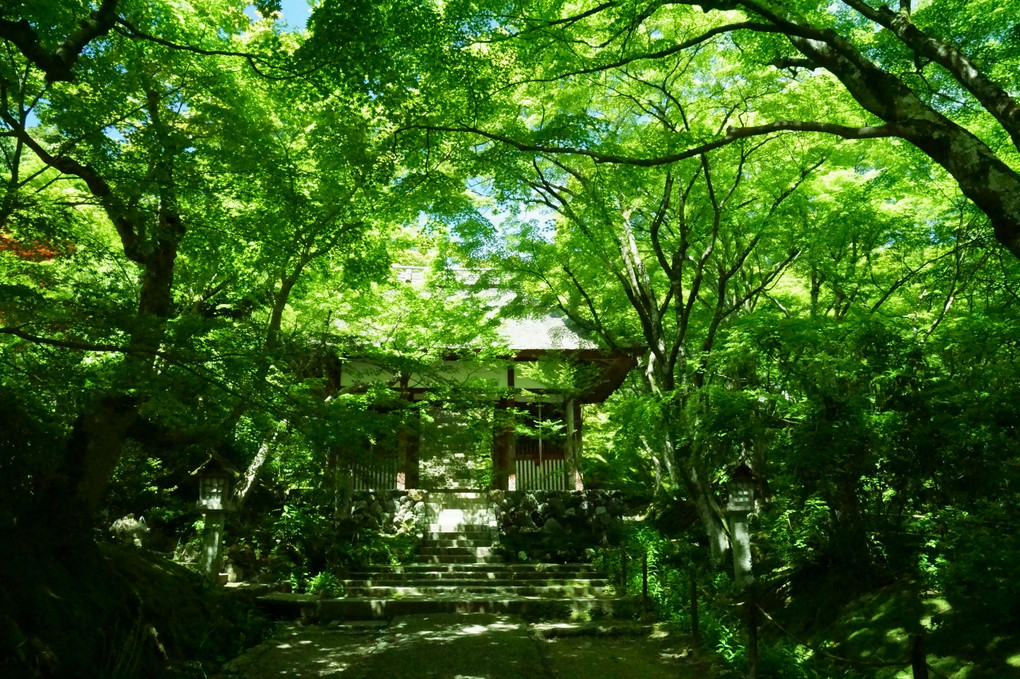 新緑の京都嵯峨