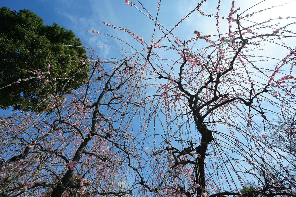 京都城南宮から滋賀石山寺まで梅を求めて🌸