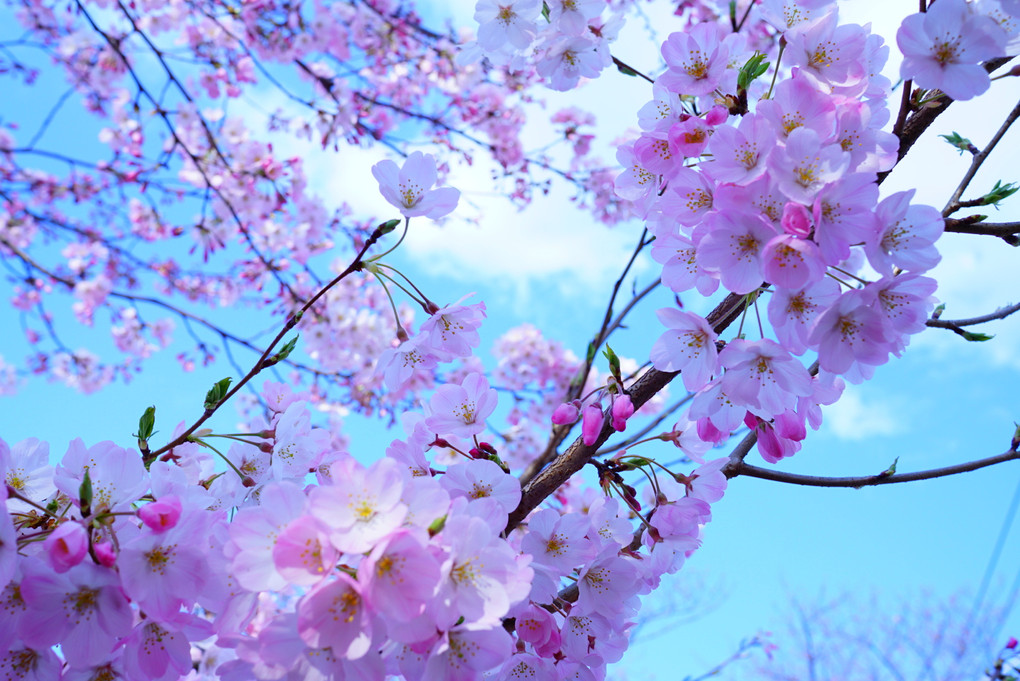少しずつ桜咲き始めてます♪