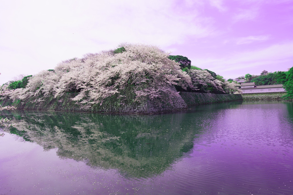 彦根城　石垣　桜