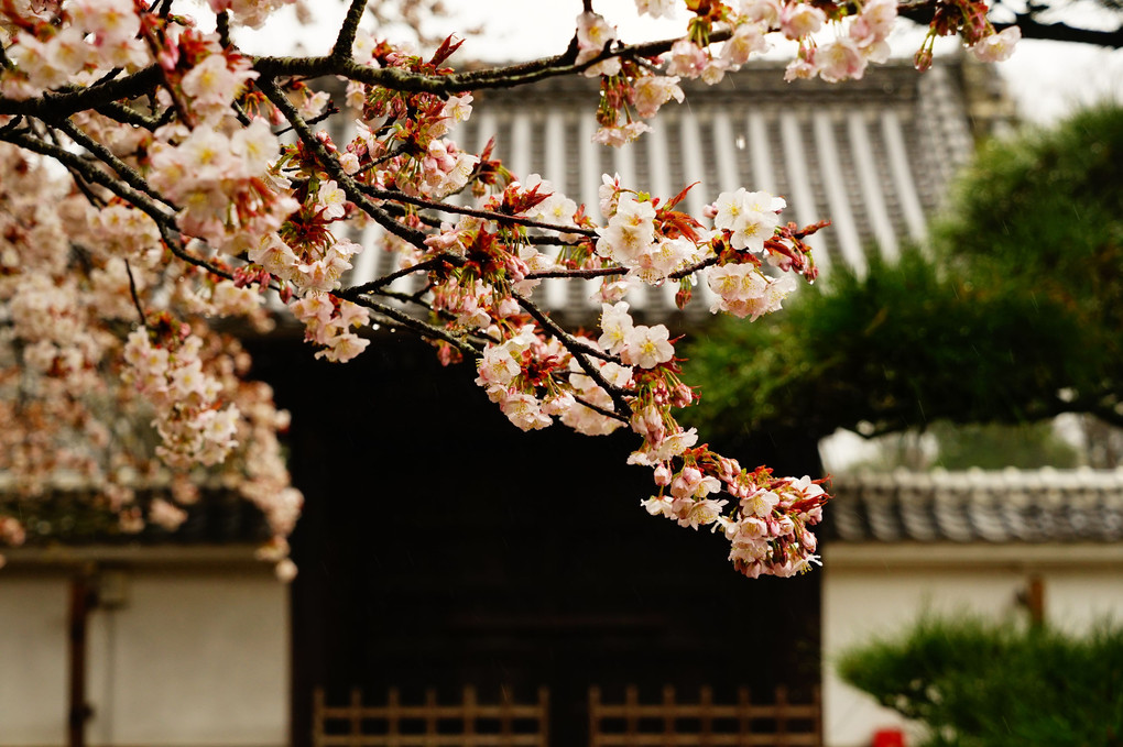 左近の桜と弘道館正門