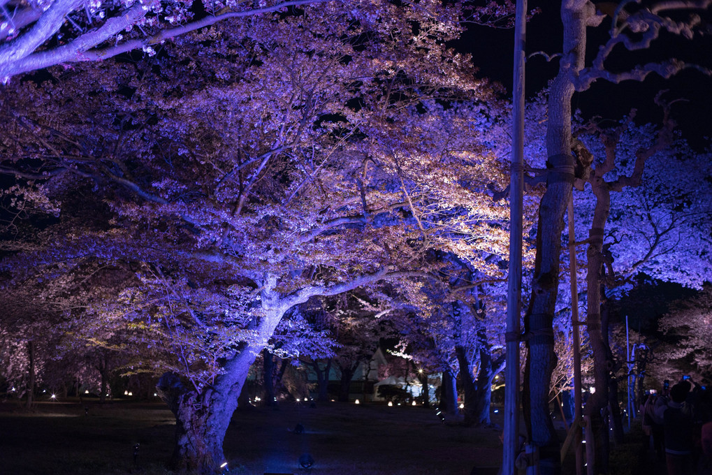 夜桜‐二条城