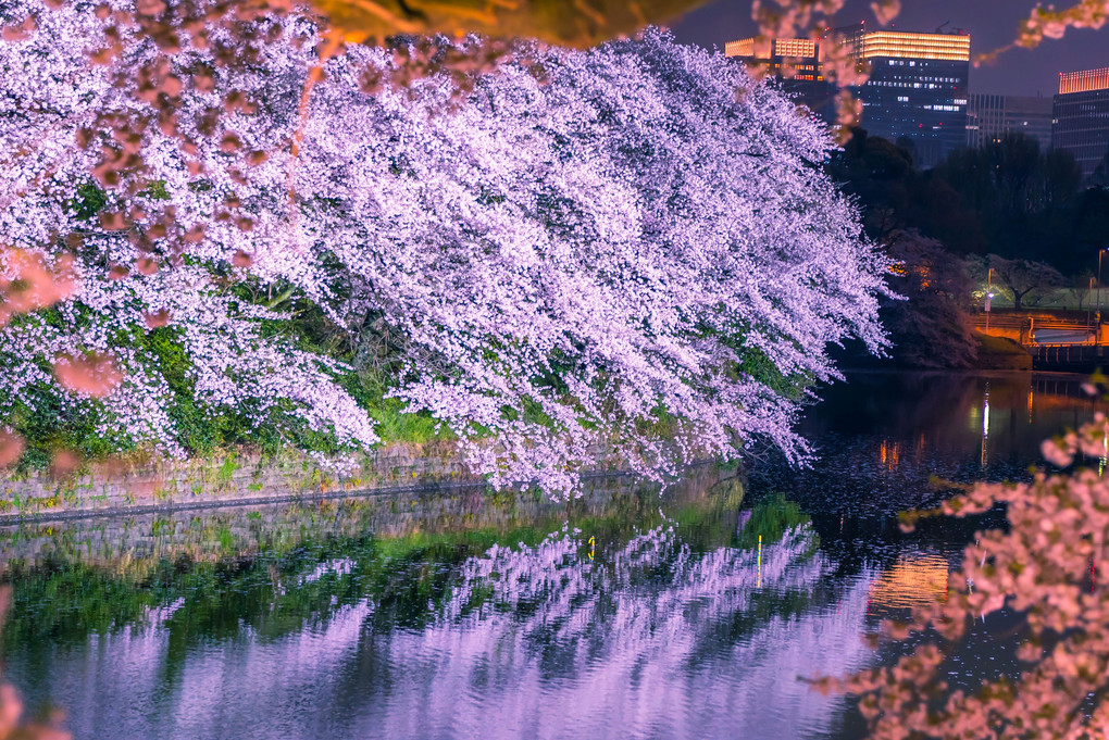 千鳥ヶ淵の夜桜