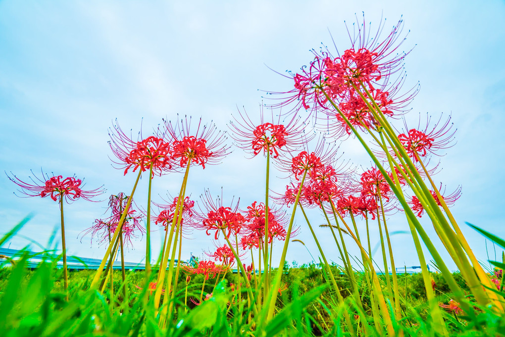 曼珠沙華