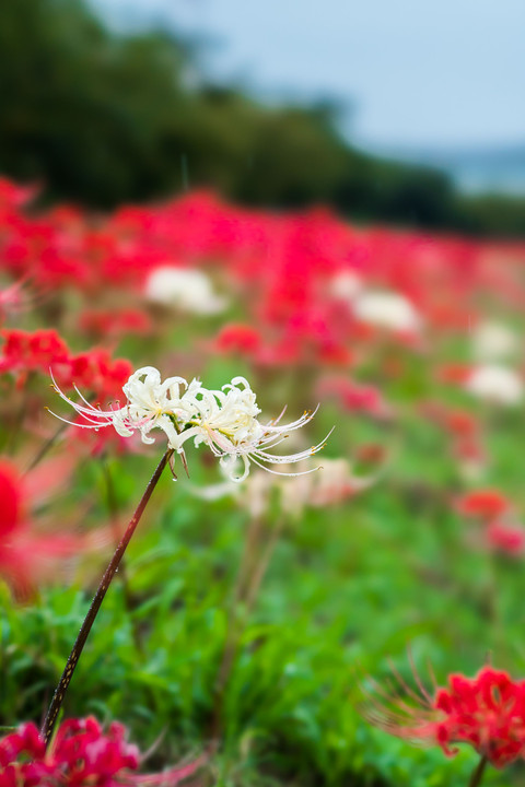 曼珠沙華