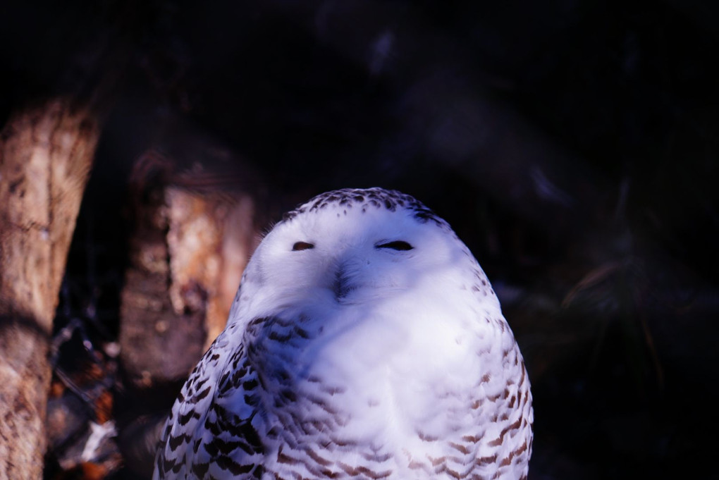 α体験会（動物.園を撮る座学）