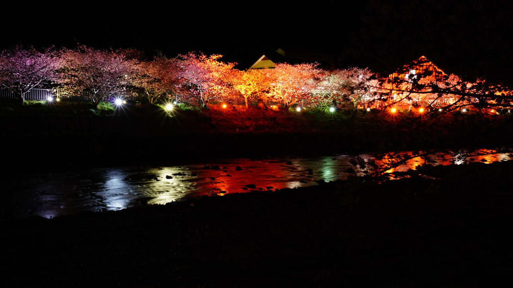 河津夜桜見物