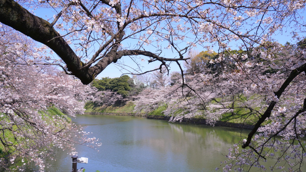 桜もキレイに咲きだしたのに（千鳥ヶ淵）