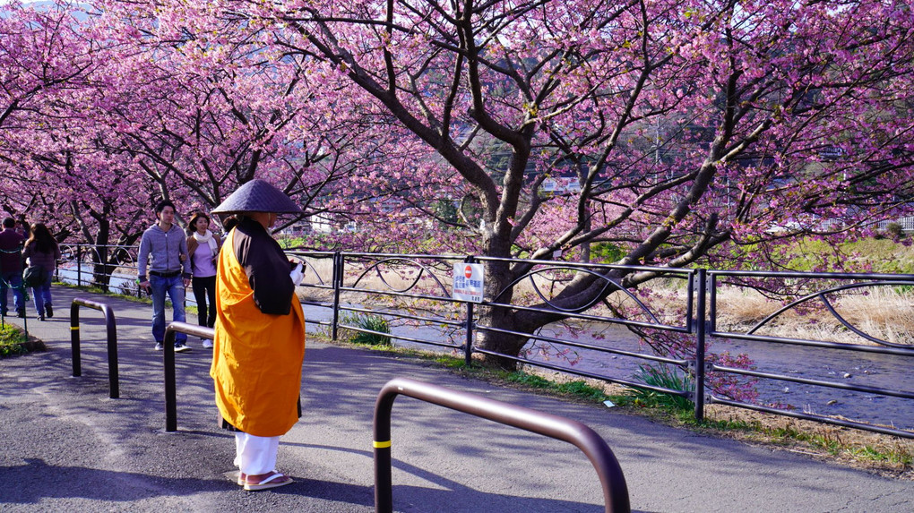 河津桜２０１８