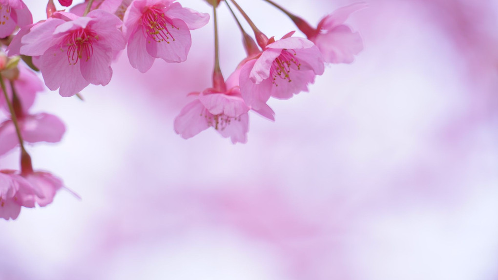 今週の河津桜