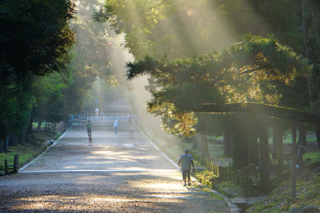 奈良公園初秋の朝