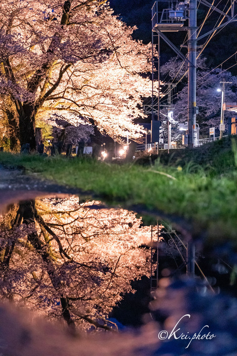 夜桜