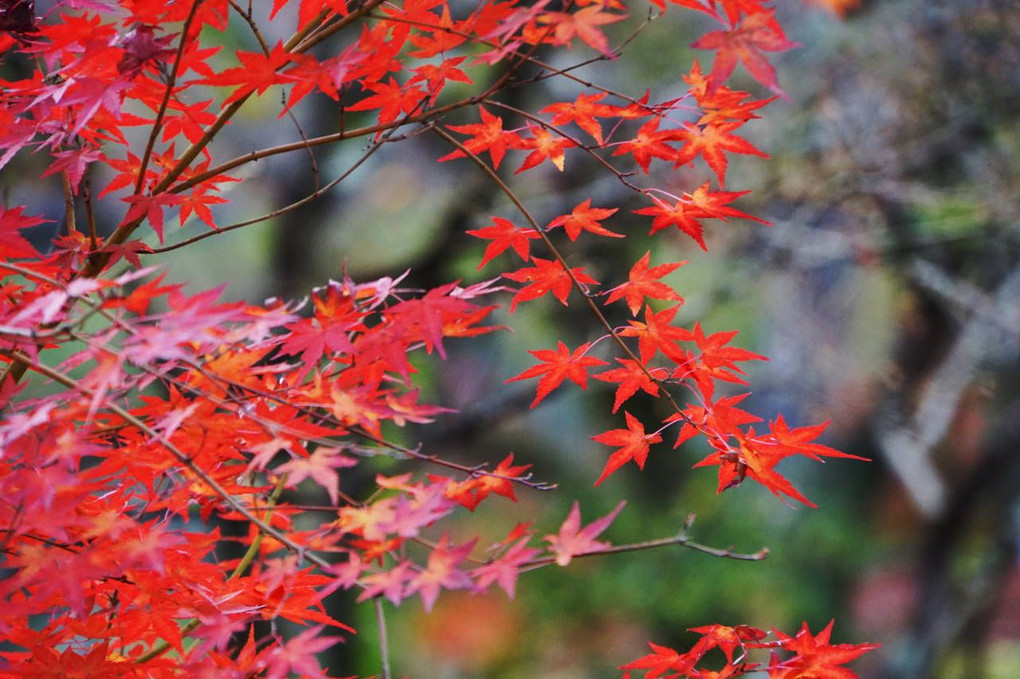 京都の秋