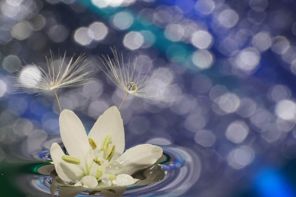 浅井美紀の写真講座　水滴写真　水に浮かぶ花としずく撮影講座