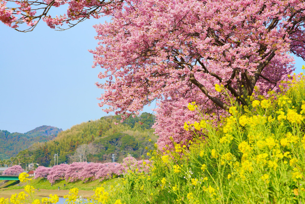 桜2019～みなみの桜と菜の花まつり～