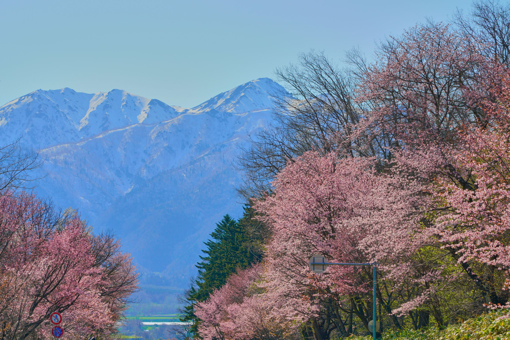 桜2019～遠くて近い富良野～