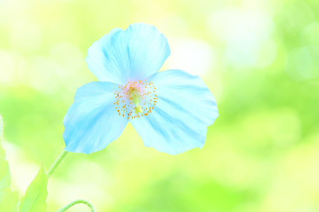 幸せの蒼い花～メコノプシス～