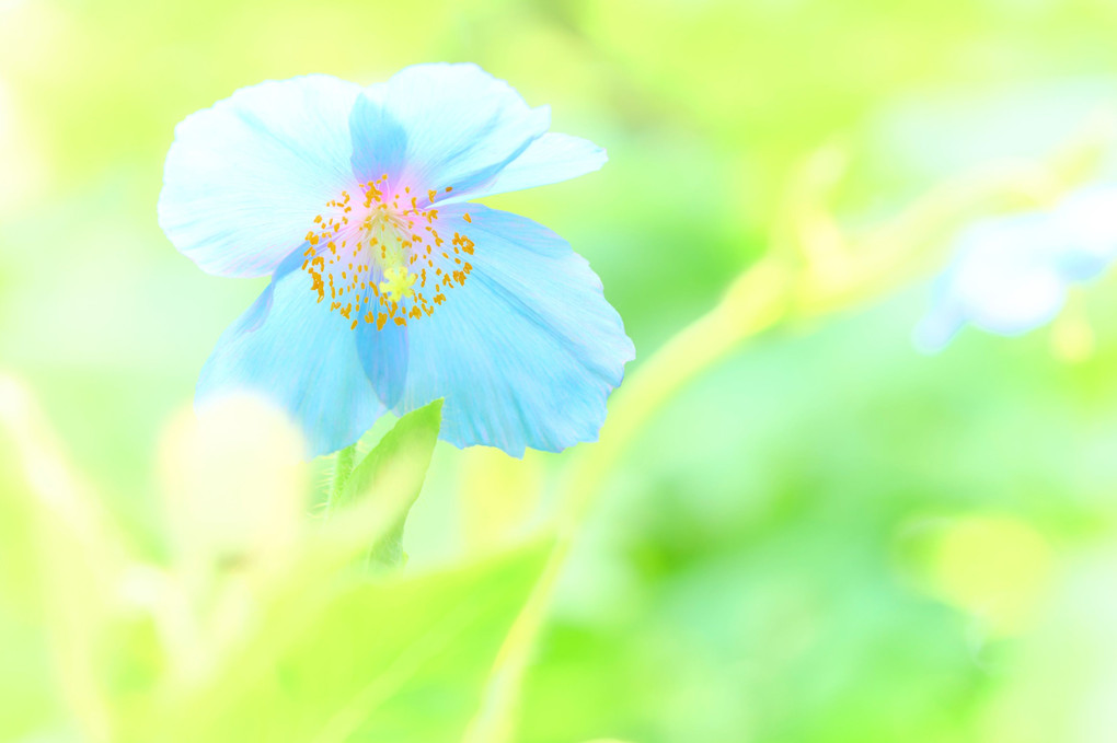 幸せの蒼い花～メコノプシス～
