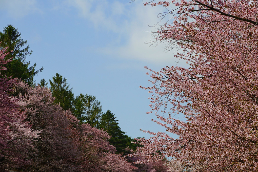 静内二十間道路桜並木を見てきました