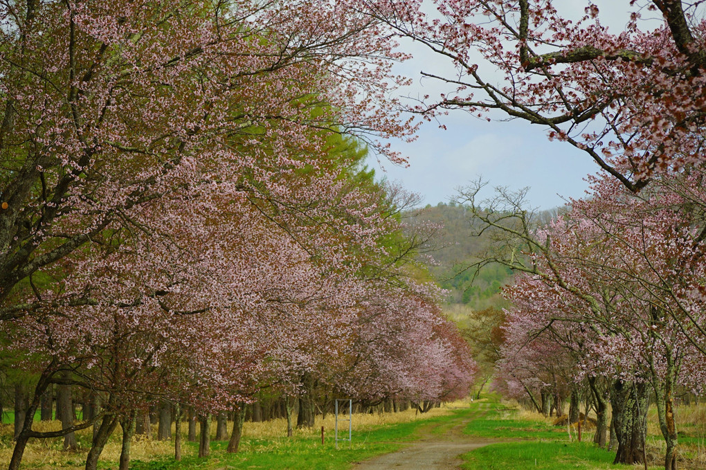静内二十間道路桜並木を見てきました