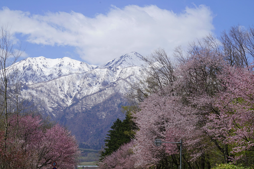 富良野にある北大演習林も桜が綺麗でした