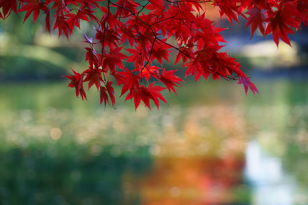 中島公園の紅葉2017