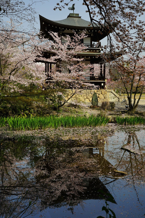 そうだ京都行こう2018～勧修寺～