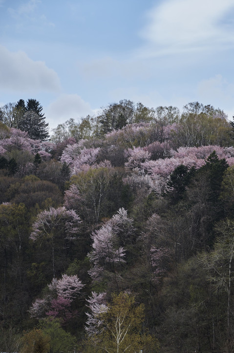 富良野の桜2018