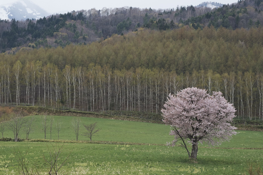 富良野の桜2018